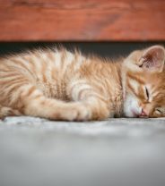 Toxocariasis in Kittens - Why you need to be aware.