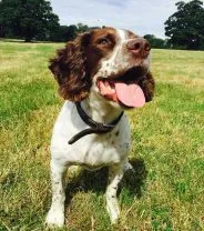 Are Springer Spaniels good family dogs?