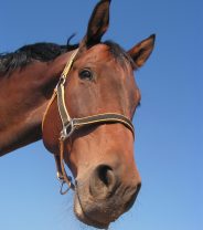 Tapeworm treatment in horses, how useful are the tests?