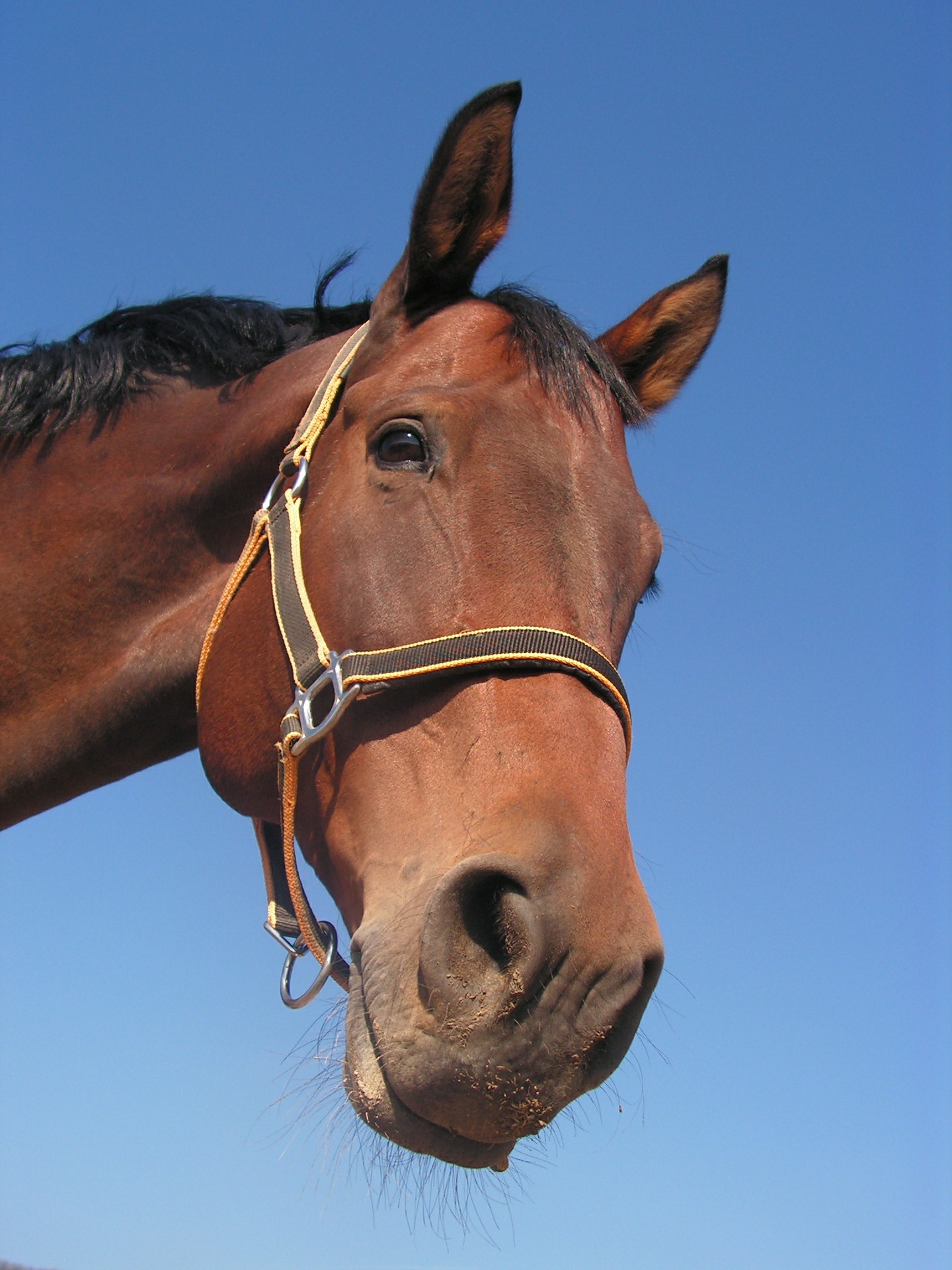 Tapeworm treatment in horses, how useful are the tests? Vet Help Direct
