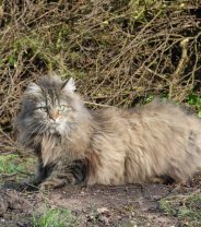 Do Norwegian Forest cats make safe pets?