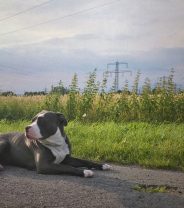 What is an XL Bully dog, and should they be banned?