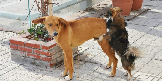 Unimpressed dog being humped by smaller dog