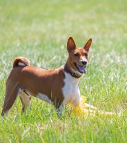 What is a Basenji dog and are they healthy?