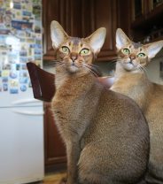 Do Abyssinian cats make good pets? 