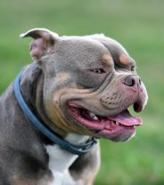 Now that XL Bully dogs are defined in law, what does this mean for their owners?