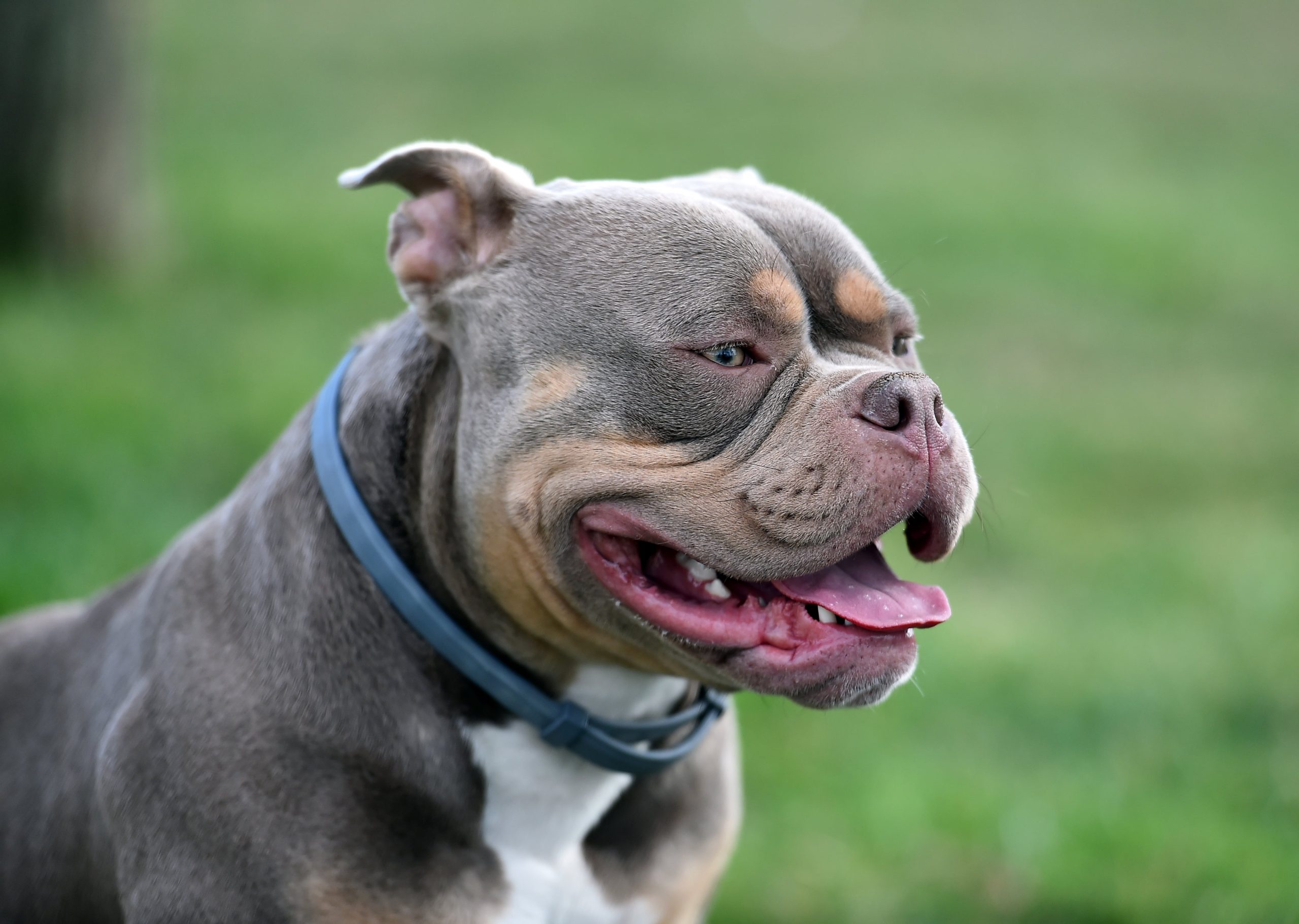 What are American bully XL dogs – and why could the government face a tough  time banning them?