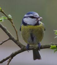 What to feed wild birds over the winter