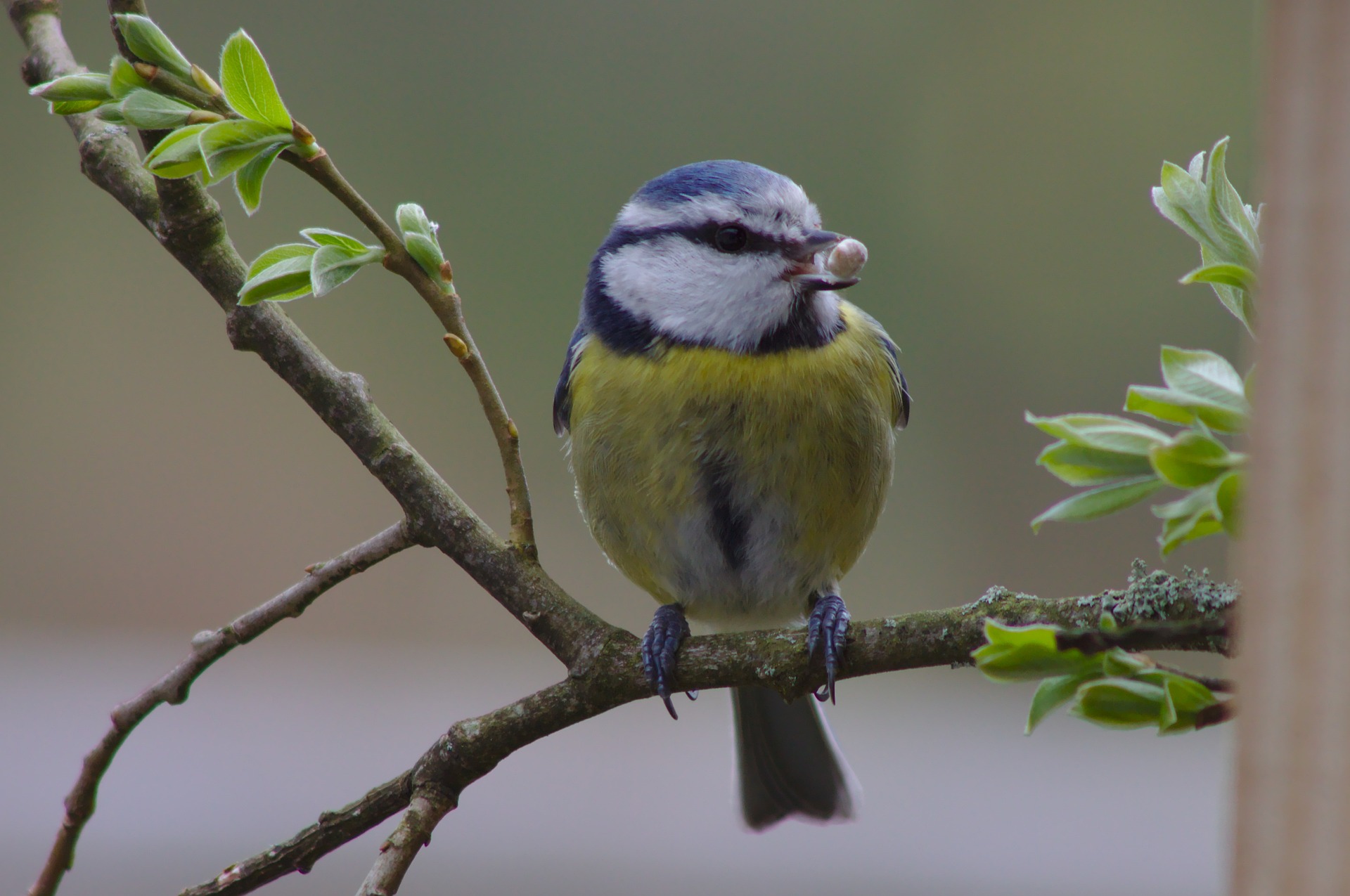 What to feed wild birds over the winter Vet Help Direct