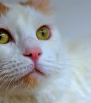 Do Turkish Van cats make good pets?