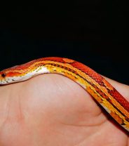 What is the correct environment for a corn snake?