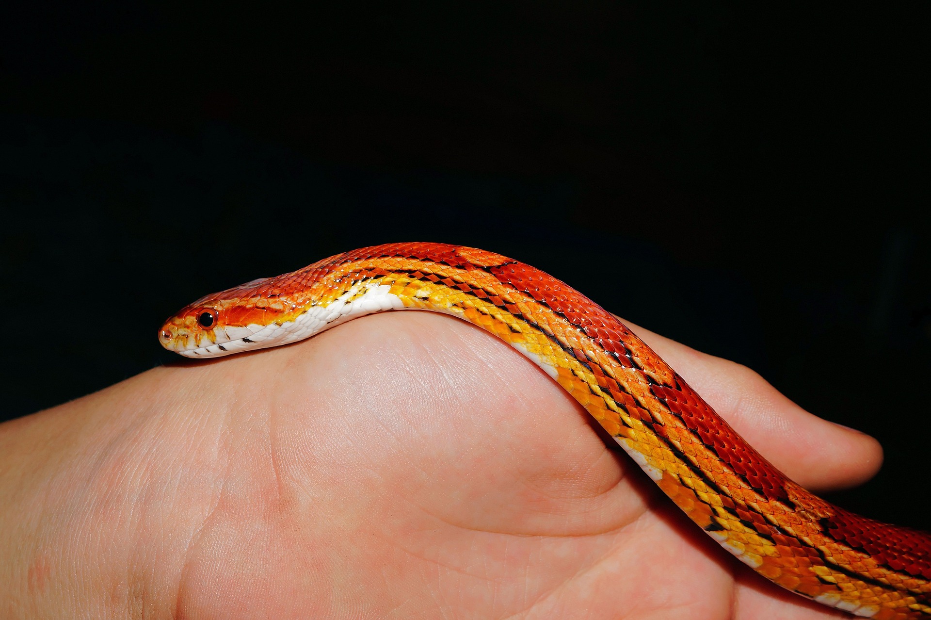 What is the correct environment for a corn snake? Vet Help Direct
