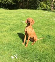 Would a Hungarian Vizsla be the right dog for me?