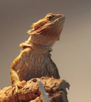 What is the proper environment for a Bearded Dragon?