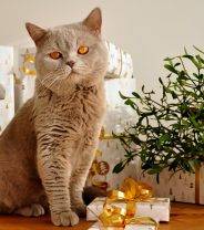 Top Christmas Presents for Cats 2023