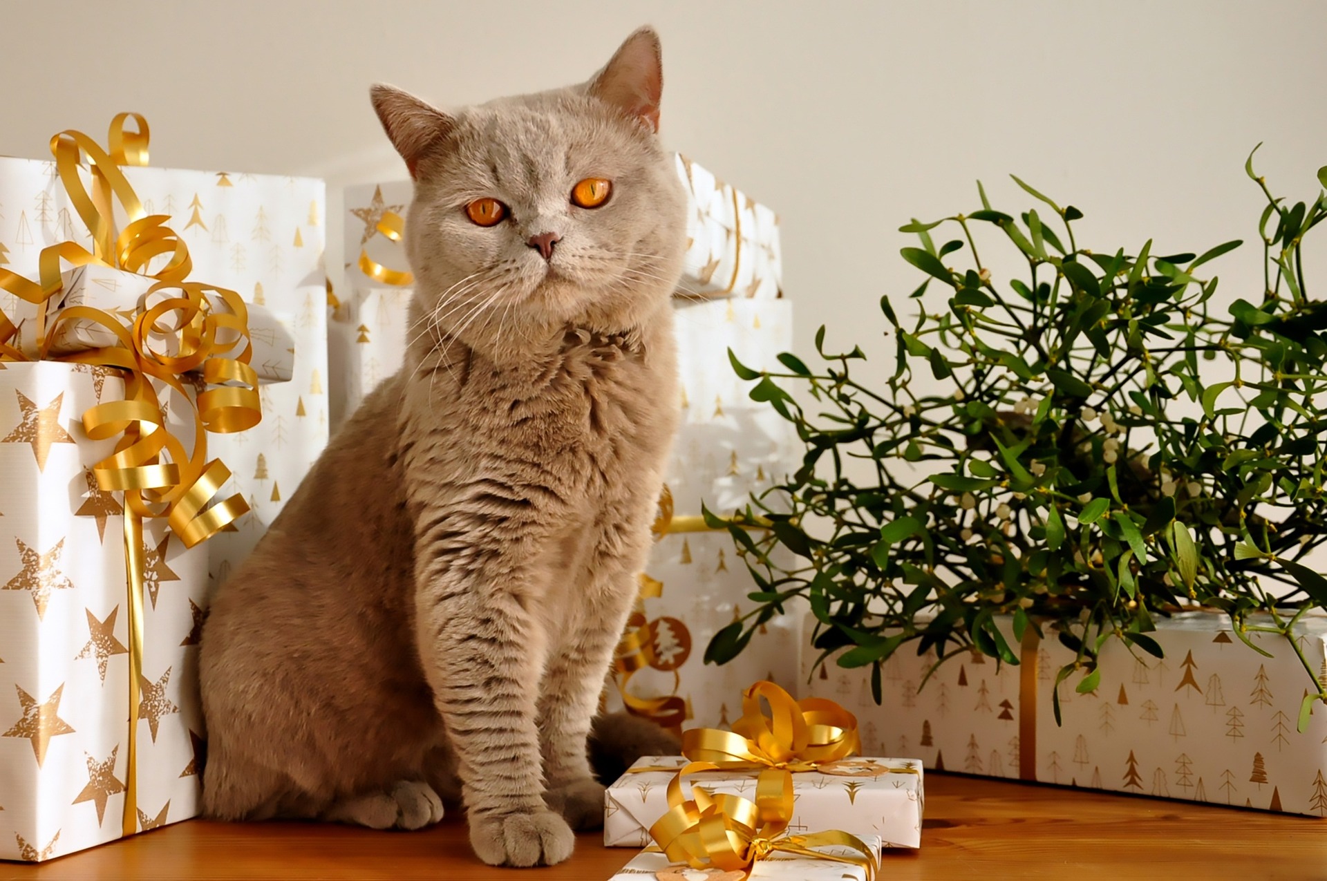 Christmas presents deals for cats