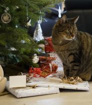 Do You Buy Your Pets a Present?