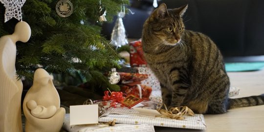 Cat under a Christmas tree next to presents