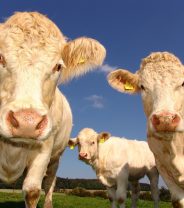 Why do cows bloat?