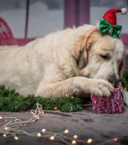 Can dogs smell presents under the tree?