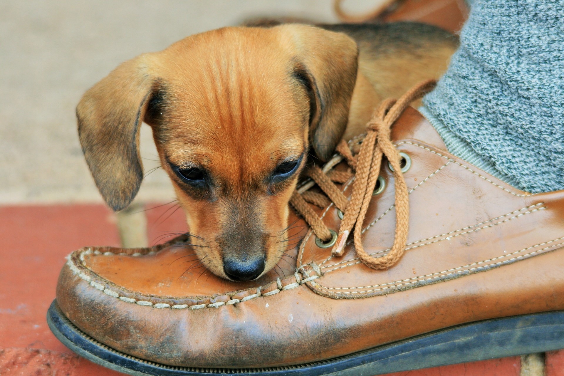 Puppy in a store shoe