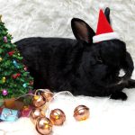 Rabbit wearing a Santa hat next to a Christmas tree
