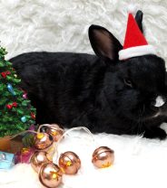 Top Christmas Presents for Rabbits in 2023