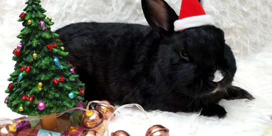 Rabbit wearing a Santa hat next to a Christmas tree