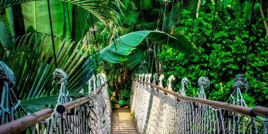 Rope bridge in a jungle