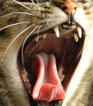 All about tooth root abscesses in cats