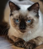 Do Ragdoll cats make good pets?