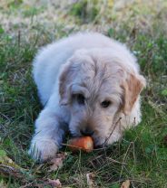Raw Vegetables for Dogs – Are they Safe?
