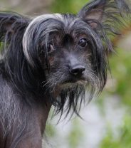 Don't Chinese Crested dogs get cold in winter?