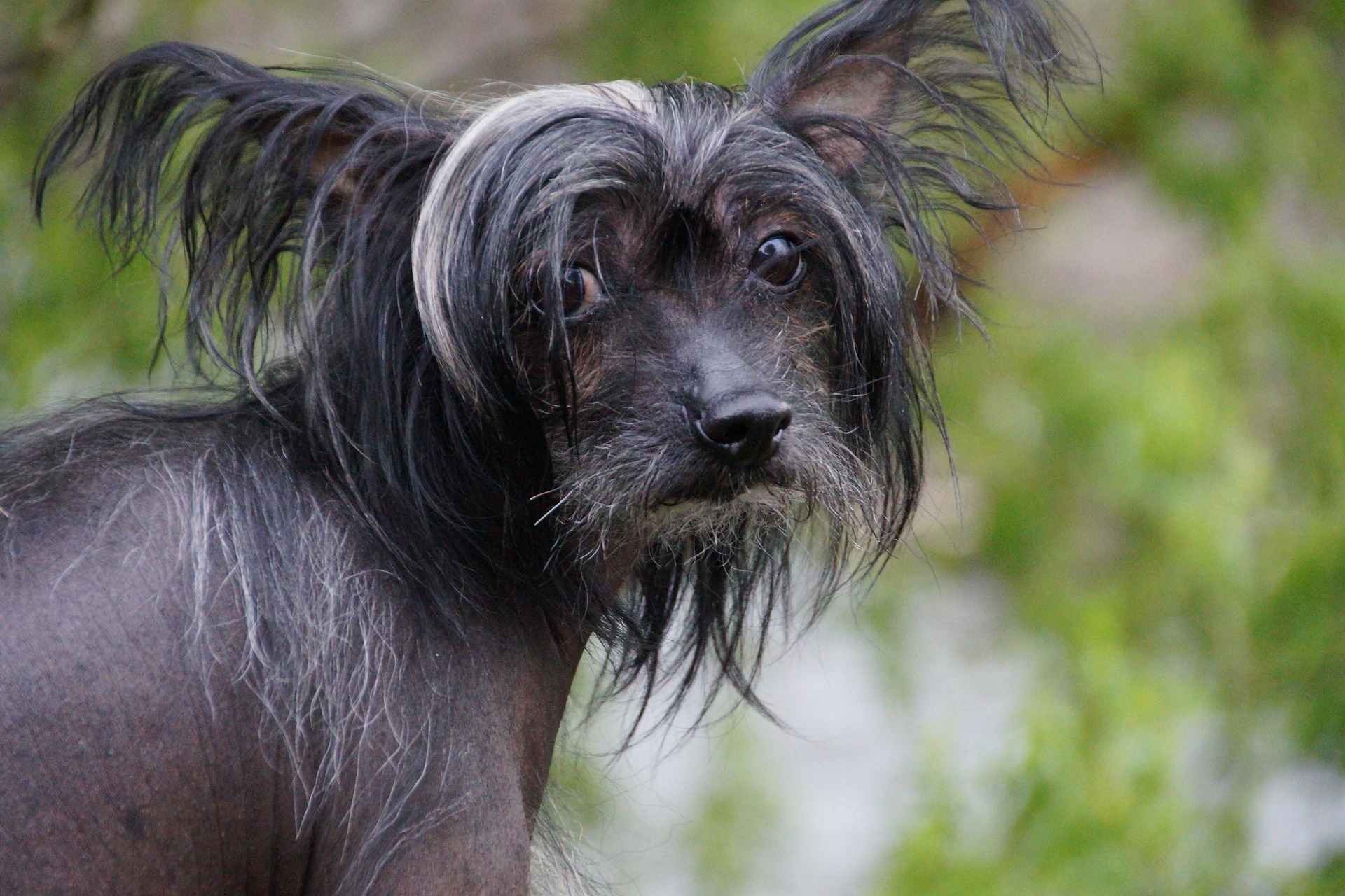 Don't Chinese Crested dogs get cold in winter? - Vet Help Direct