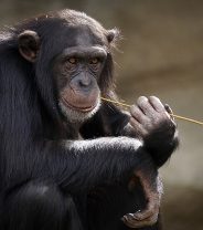 Pet primate keeping banned in UK (well, mostly)