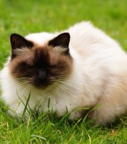 Are Himalayan Cats Really Cold-Resistant Pets?