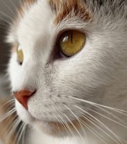 Why do cats get acne?