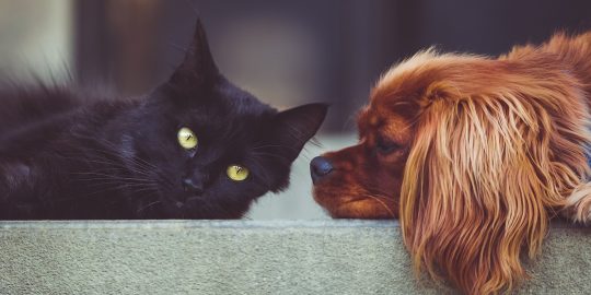 Dog and cat, potentially with potassium poisoning, lying on the floor together