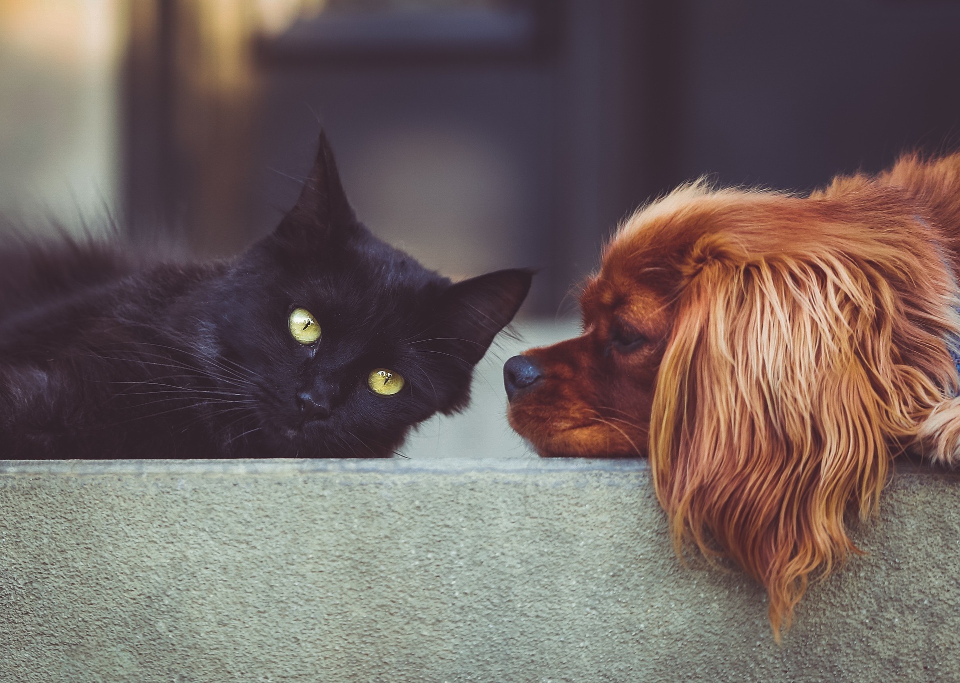 Dog and cat, potentially with potassium poisoning, lying on the floor together