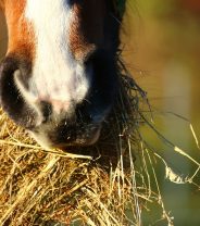 Soaked hay for horses and ponies - when is it worth it?