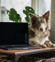 How Technology is Improving Your Dog’s Life