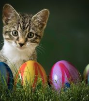Top Easter toys for cats