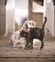 Animal welfare focus: The need for a suitable environment