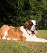 How long do St. Bernards live and are they good pets?
