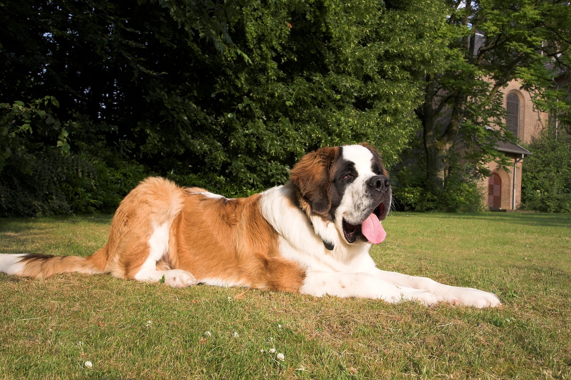 How long do St. Bernards live and are they good pets? - Vet Help Direct