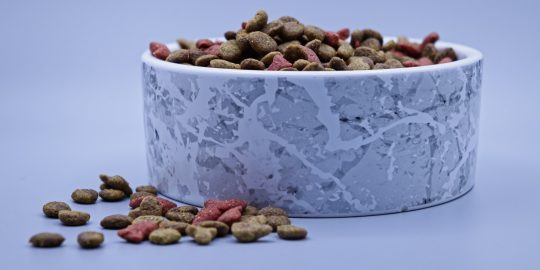 Pet food bowl with kibble inside