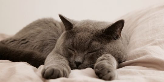 Cat sleeping on a comfy bed
