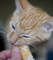 Is there really a diet that can stop cats begging?