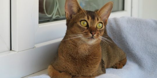 Abyssinian cat laying down on windowsill