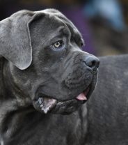 Is a Mastiff a healthy breed, and do they make good pets?